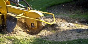 Commercial Stump Removal Harrogate