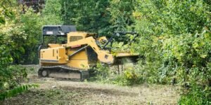 Commercial Stump Removal Harrogate