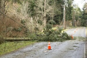 Emergency Stump Removal Harrogate