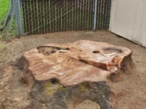 Emergency Stump Removal Harrogate