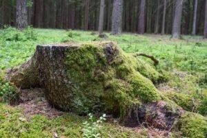 Garden Stump Clearance Harrogate
