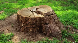 Garden Stump Removal Harrogate