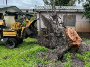 Large Stump Removal Harrogate