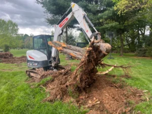 Large Stump Removal Harrogate