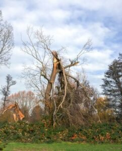 Root Removal Harrogate