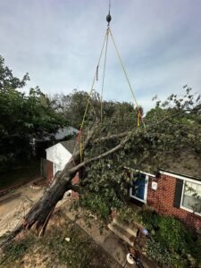Root Removal Harrogate