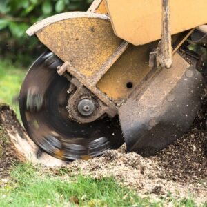 Tree Stump removal harrogate