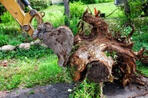 Tree Stump removal harrogate