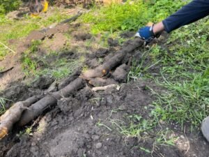 Tree Stump Removal Harrogate