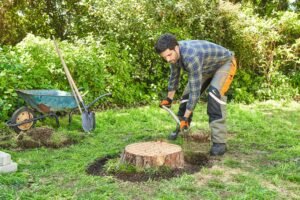 Tree Stump Removal Harrogate