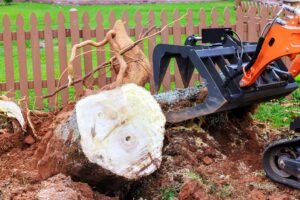 Tree Stump removal harrogate