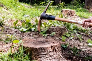 Stump and Root Removal Harrogate