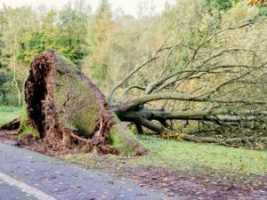 Stump and Root Removal Harrogate