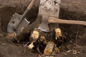 Stump and Root Removal Harrogate